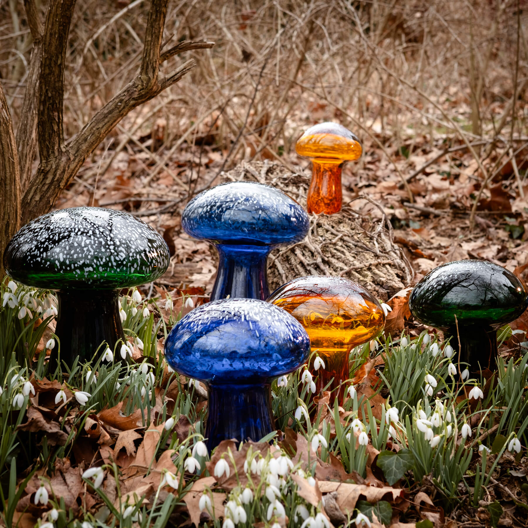 Garden Mushroom Grouping