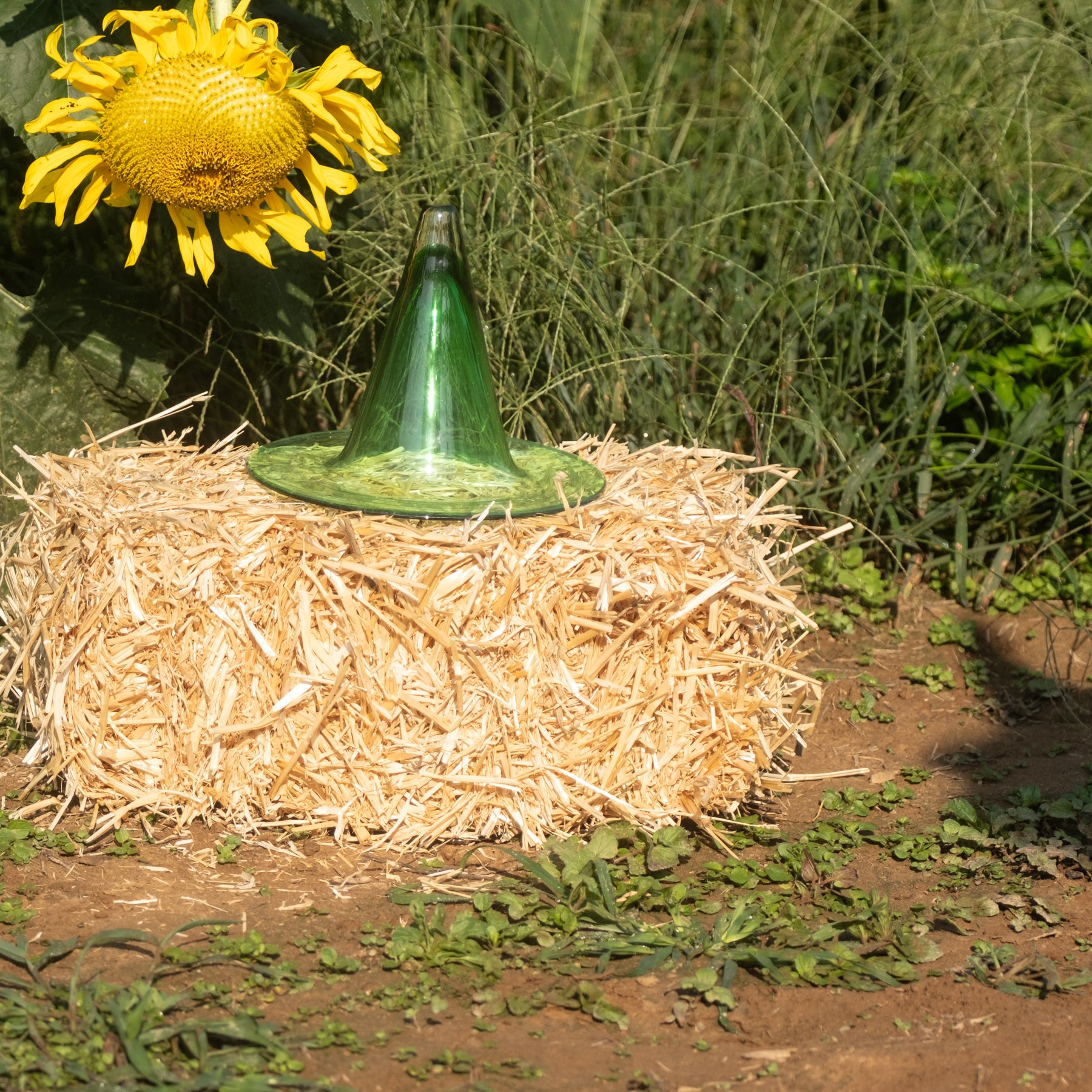 A green glass bottle hat shaped planter sitting on a round bale of straw outdoors, with a yellow sunflower and green foliage in the background.