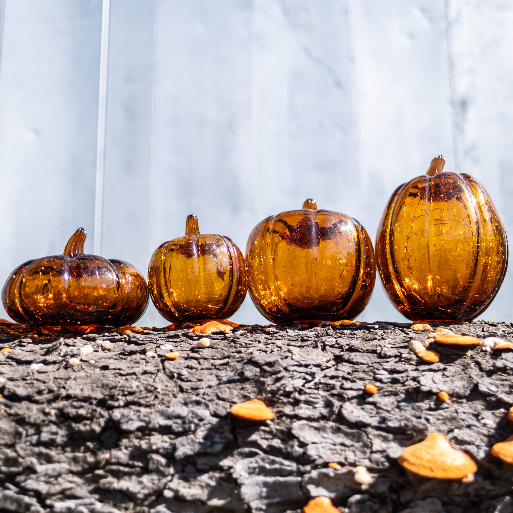 C6618W Wide Crackle Pumpkin - Topaz